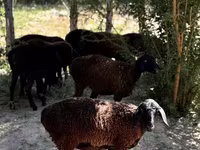 Sheep, Sheep — photo 7