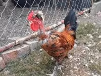 Chickens — fotografija 4