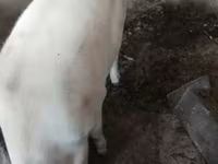 Schweine (Partie, Geschlecht nicht angegeben), Schweine — Foto 1
