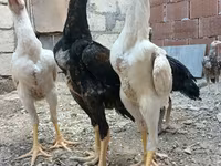 Chickens — foto 1