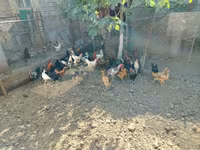 Chickens — Foto 2