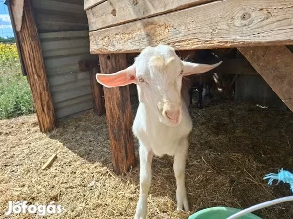 بز نر, بز