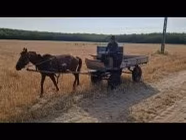 Merrie, Paarden