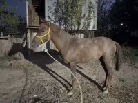 اسب نر, Kazakh horse — عکس 5