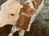 Krava, Swiss cattle — foto 4