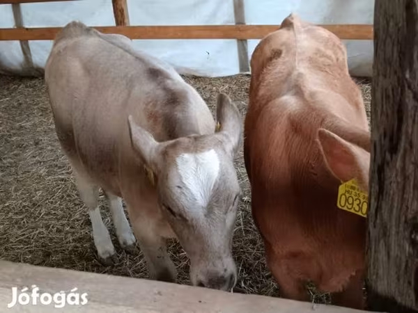 گاو نر, Simmental cattle