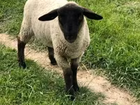 Kos, White Suffolk sheep — 1. fotó