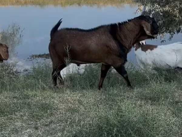 Caprone, Nubian Goat