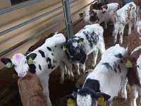 सांड, Simmental cattle — फ़ोटो 5