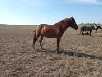 Kobyła, Mugalzhar horse — zdjęcie 7