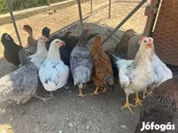 آمراکانا — عکس 2