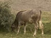 Toro, Bovini — foto 5