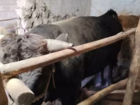ወንድ በሬ, Cattle — ፎቶ 7