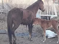 Stute, Horse breed — Foto 6