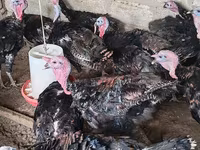 Turkeys — الصورة 2