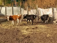 Býk, Russian Black pied cattle — foto 4