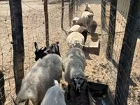 میش, Merino sheep — عکس 1