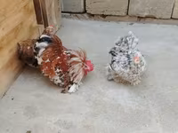 Chickens — foto 2