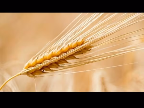 Продаю ячмень в розницу и оптом, находимся в начале Новопокровки возле