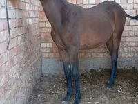 घोड़ा, Manipuri pony — फ़ोटो 2