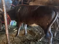گاو ماده, Russian Black pied cattle — عکس 3