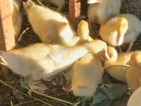 Ducks — Foto 1