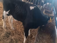 วัวตัวผู้, Simmental cattle — รูปภาพ 2