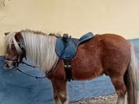 اسب نر, Shetland Pony — عکس 1