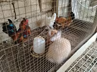 Chickens — الصورة 4
