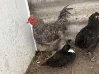 Chickens — 照片 5