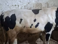 Бух, Russian Black pied cattle — 1 зураг