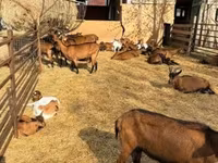 Koza, Alpine goat — foto 5