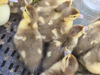 Ducks — عکس 3