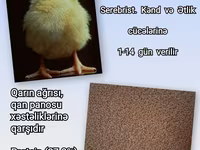 Artıq daimi istifadə üçün Kənd Toyuğu. Serebrist. Qaz. Ördək — foto 2