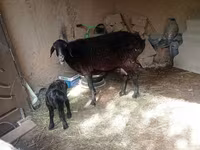 Ido (xirmo, jins lama sheegin), Sheep — sawirka 1