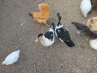 Ducks — foto 4