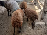 Owca, Owce — zdjęcie 1