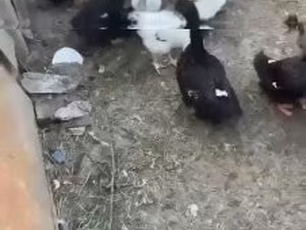 Ducks — Hungary