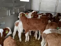 Lembu ternakan (lot, jantina tidak dinyatakan), Cattle — foto 5