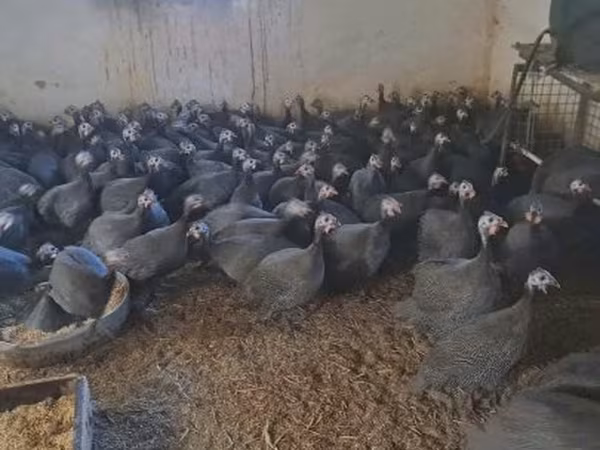 Guinea fowl