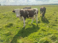 Бух, Simmental cattle — 3 зураг