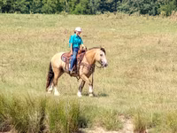 Hingst, Gypsy horse — foto 8