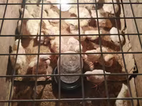 Chickens — عکس 4