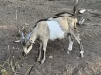 Billy Goat, Goats — photo 1