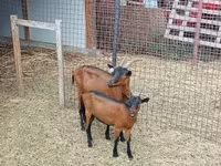 Kozel, Alpine goat — foto 5