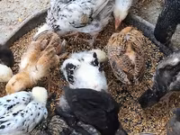 Chickens — foto 3