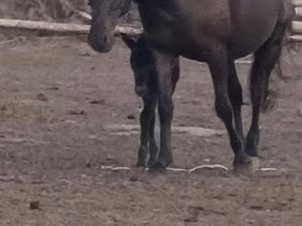 Égua, Kazakh horse