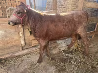 گائے, مویشی — تصویر 1