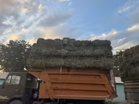 Сено в тюках - Тип: травяное сено в прямоугольных тюках, прессованное — foto 1