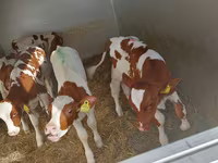 گاو نر, Simmental cattle — عکس 1